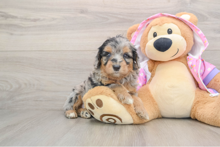 Popular Mini Aussiedoodle Poodle Mix Pup