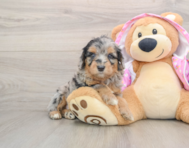 6 week old Mini Aussiedoodle Puppy For Sale - Pilesgrove Pups