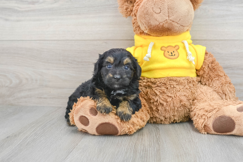 Mini Aussiedoodle Puppy for Adoption