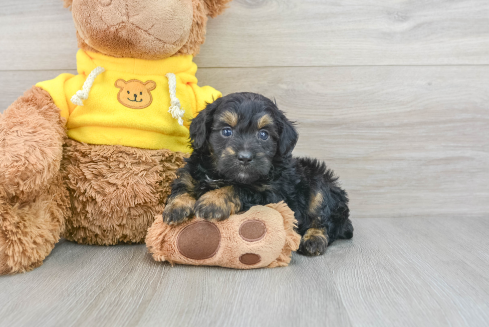 Playful Aussiepoo Poodle Mix Puppy