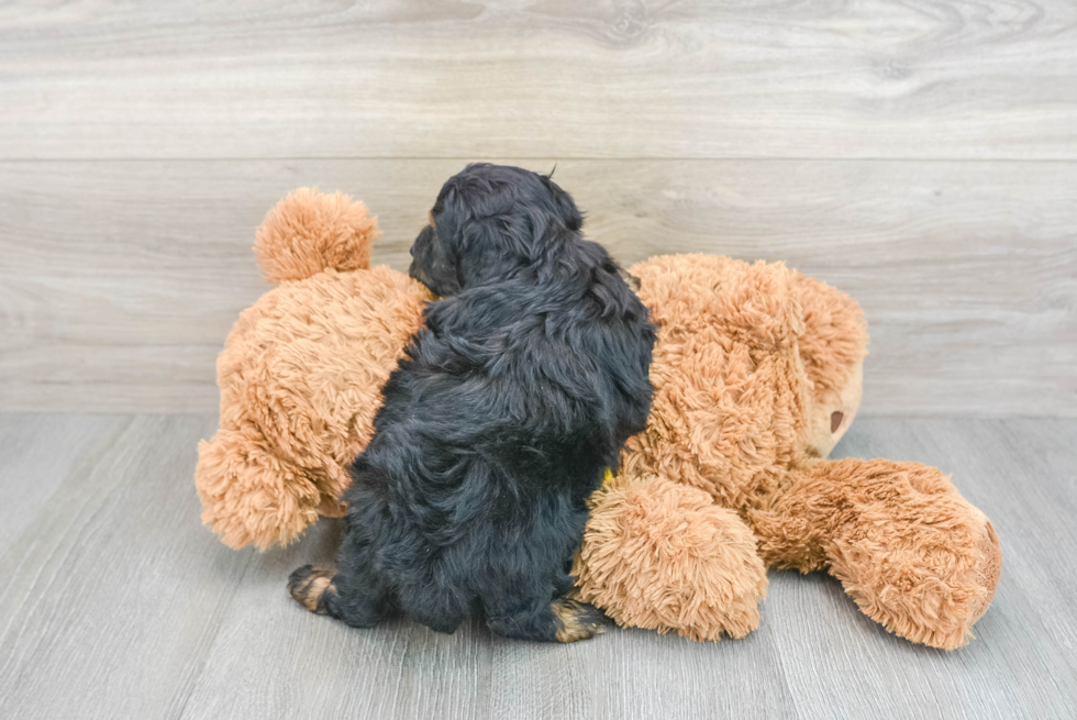 Happy Mini Aussiedoodle Baby