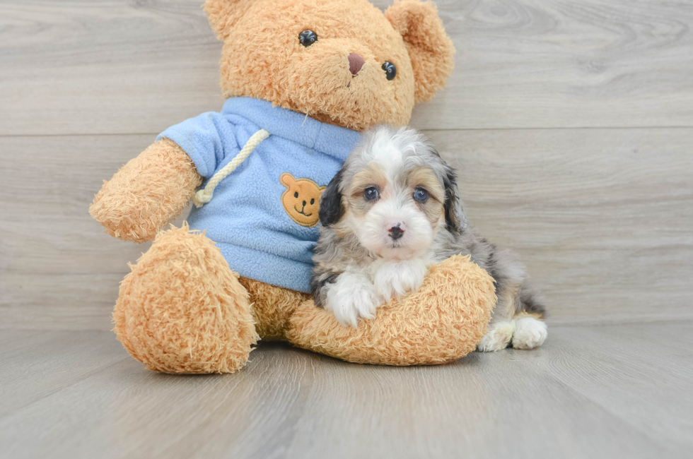 6 week old Mini Aussiedoodle Puppy For Sale - Pilesgrove Pups