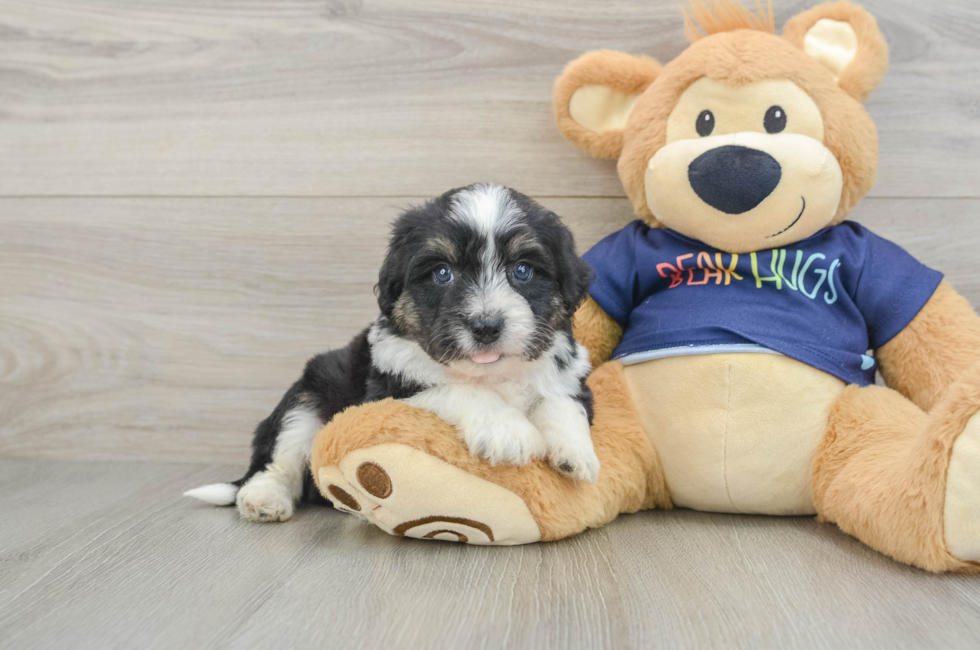 5 week old Mini Aussiedoodle Puppy For Sale - Pilesgrove Pups