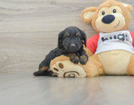 8 week old Mini Aussiedoodle Puppy For Sale - Pilesgrove Pups