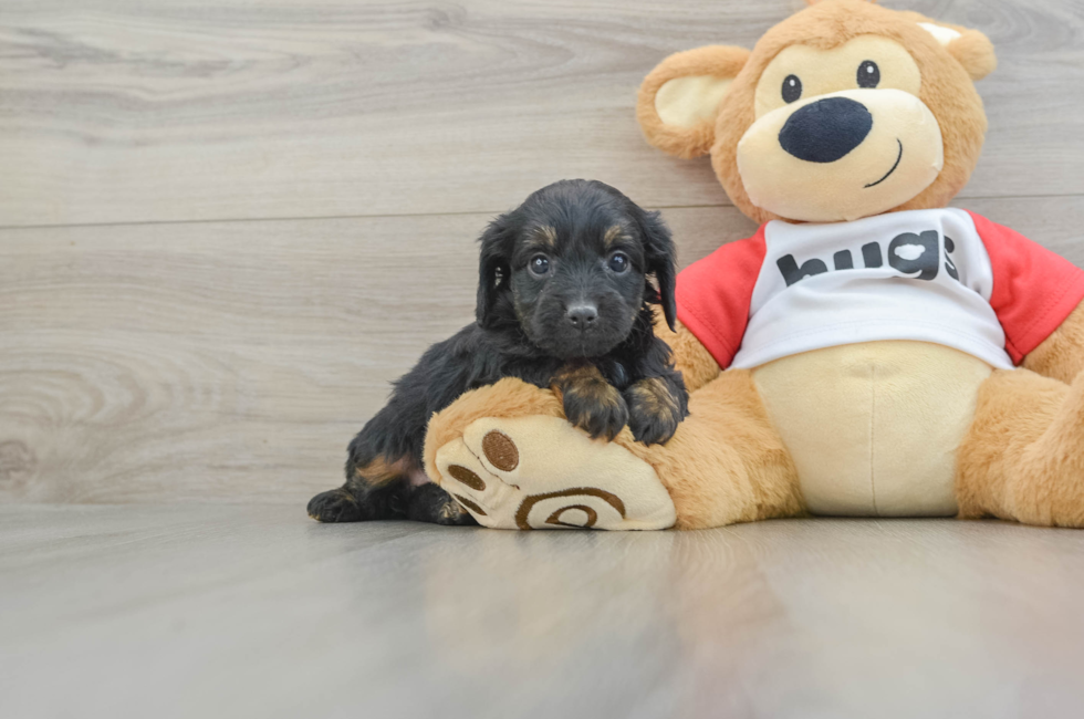 6 week old Mini Aussiedoodle Puppy For Sale - Pilesgrove Pups