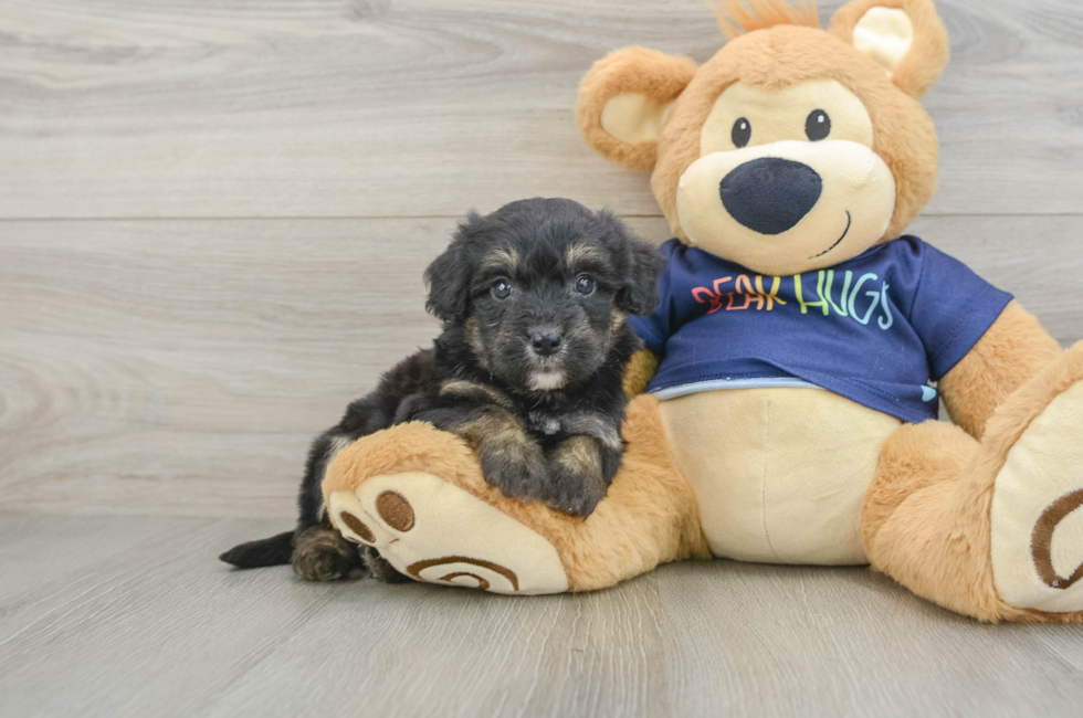 5 week old Mini Aussiedoodle Puppy For Sale - Pilesgrove Pups