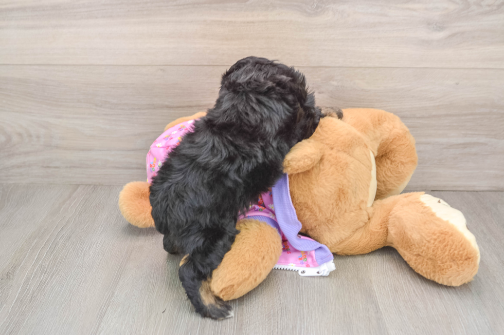 Little Mini Aussiepoo Poodle Mix Puppy