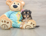 7 week old Mini Aussiedoodle Puppy For Sale - Pilesgrove Pups