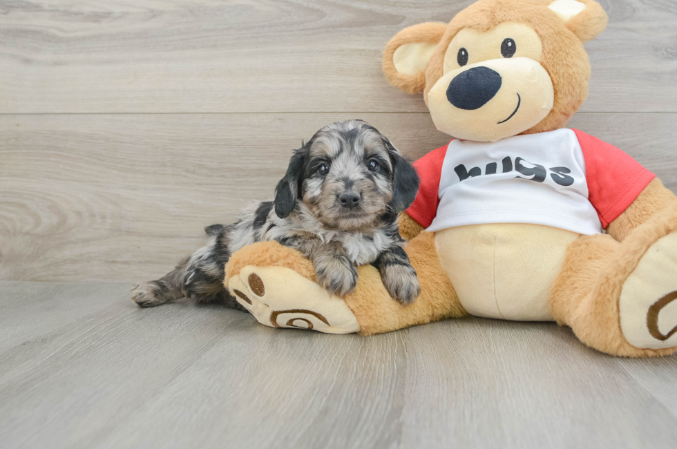 6 week old Mini Aussiedoodle Puppy For Sale - Pilesgrove Pups