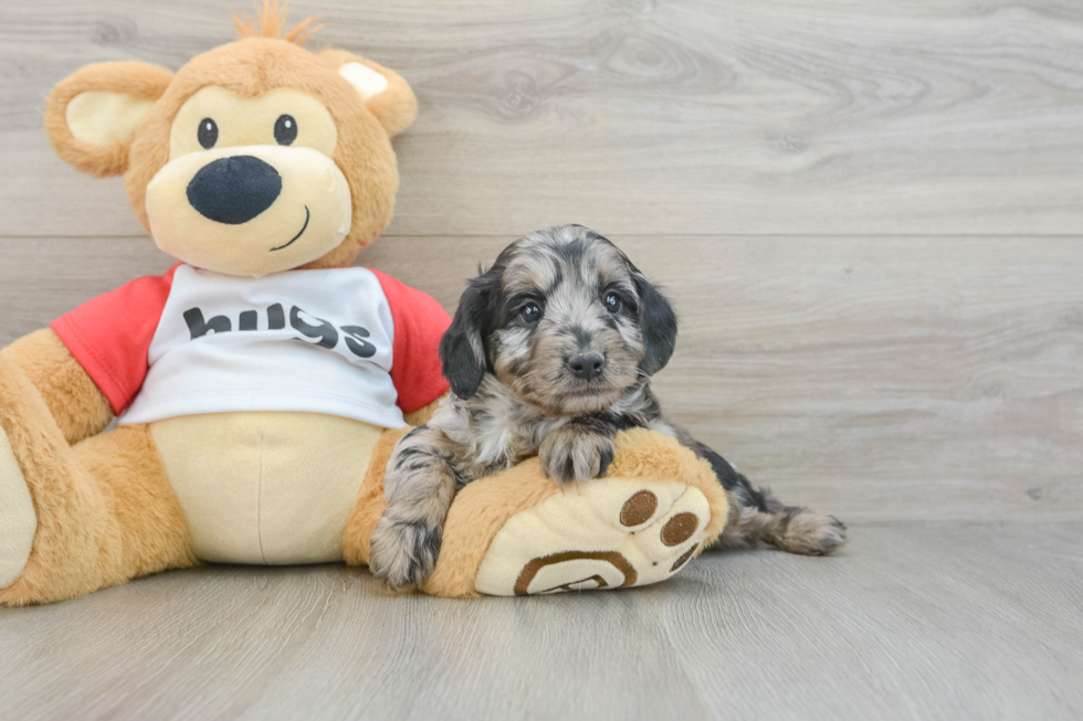 Mini Aussiedoodle Pup Being Cute