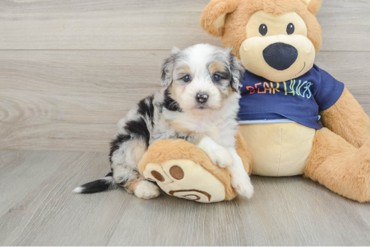 Fluffy Mini Aussiedoodle Poodle Mix Pup