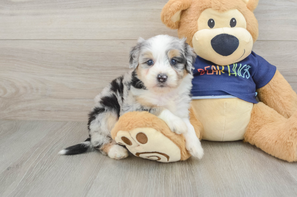 5 week old Mini Aussiedoodle Puppy For Sale - Pilesgrove Pups