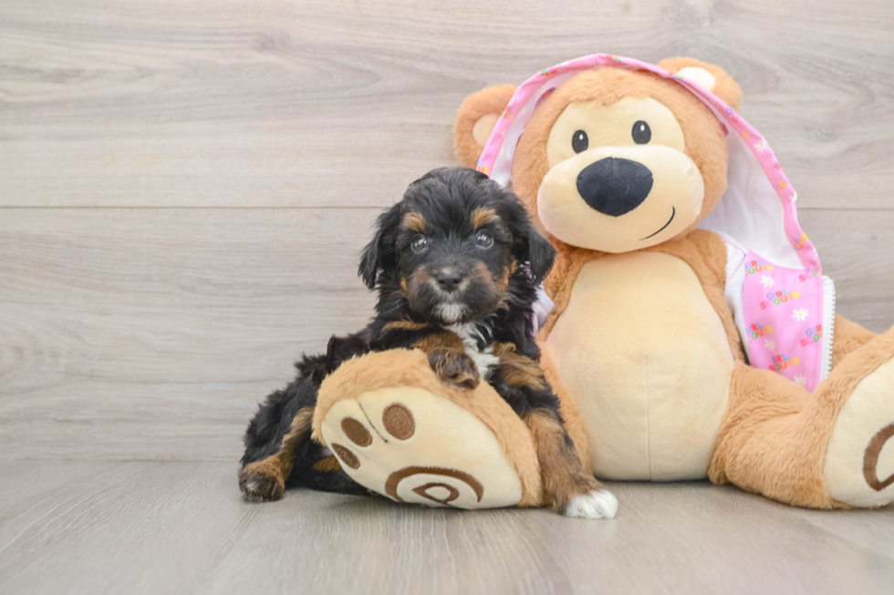 Smart Mini Aussiedoodle Poodle Mix Pup