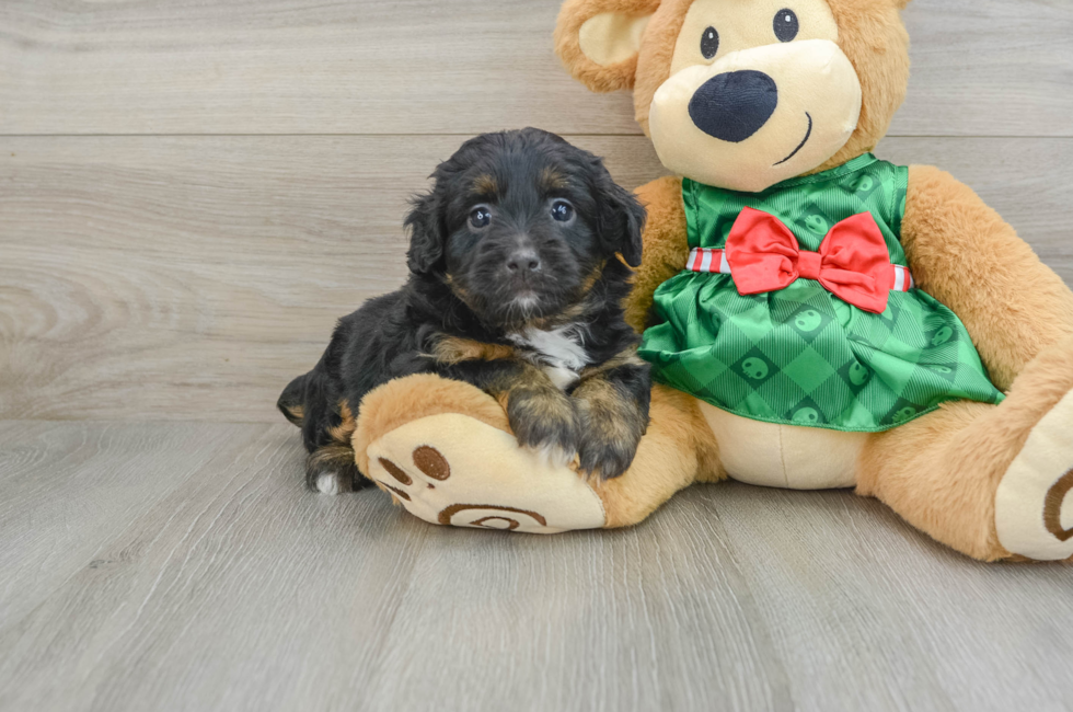 6 week old Mini Aussiedoodle Puppy For Sale - Pilesgrove Pups