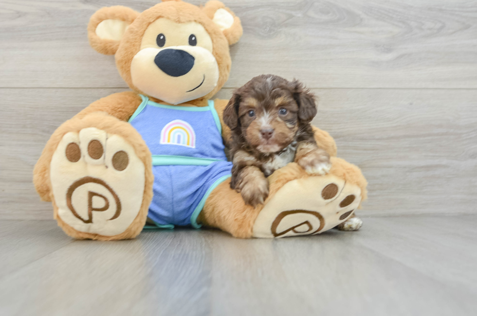 6 week old Mini Aussiedoodle Puppy For Sale - Pilesgrove Pups