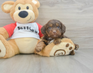 8 week old Mini Aussiedoodle Puppy For Sale - Pilesgrove Pups