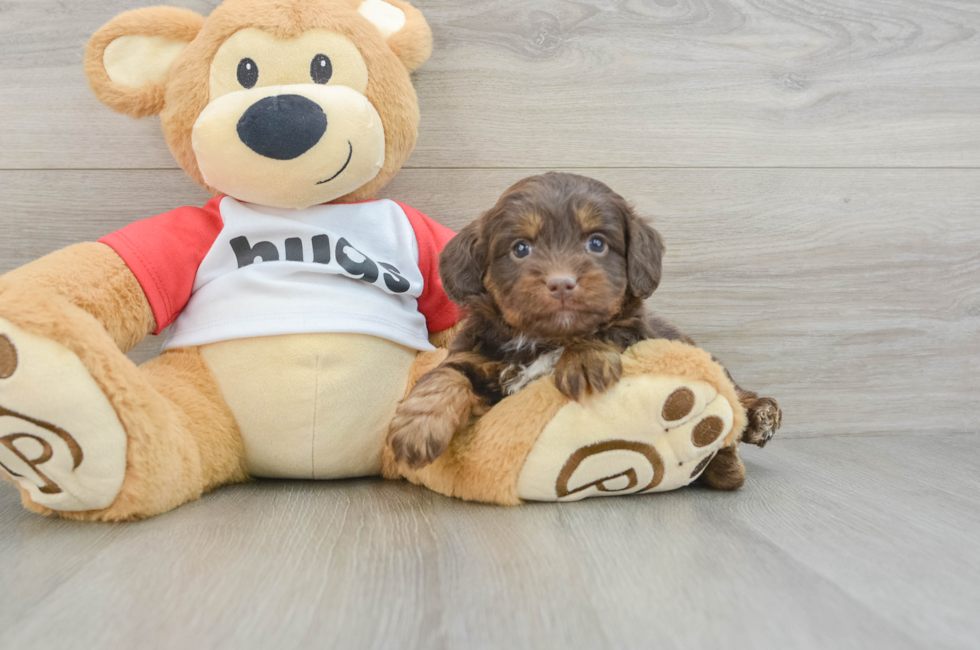 6 week old Mini Aussiedoodle Puppy For Sale - Pilesgrove Pups