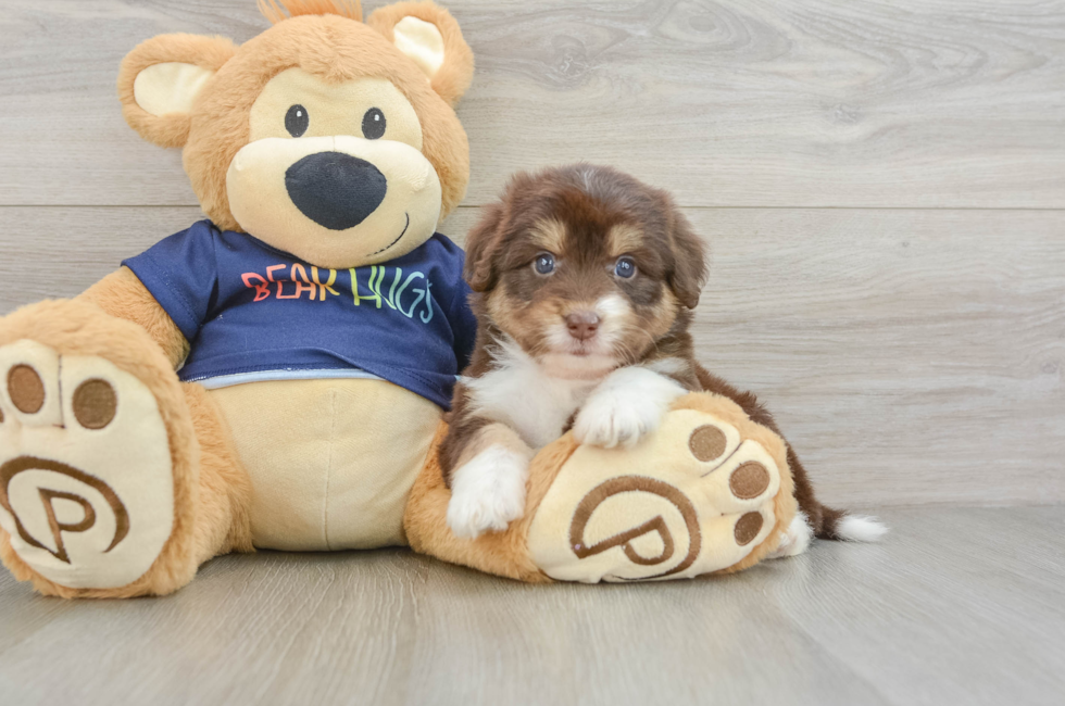 5 week old Mini Aussiedoodle Puppy For Sale - Pilesgrove Pups