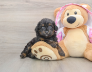 7 week old Mini Aussiedoodle Puppy For Sale - Pilesgrove Pups