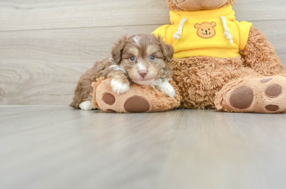 6 week old Mini Aussiedoodle Puppy For Sale - Pilesgrove Pups