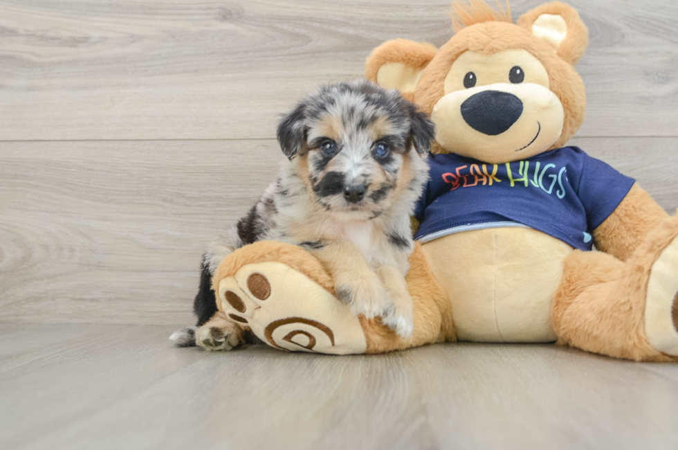 5 week old Mini Aussiedoodle Puppy For Sale - Pilesgrove Pups