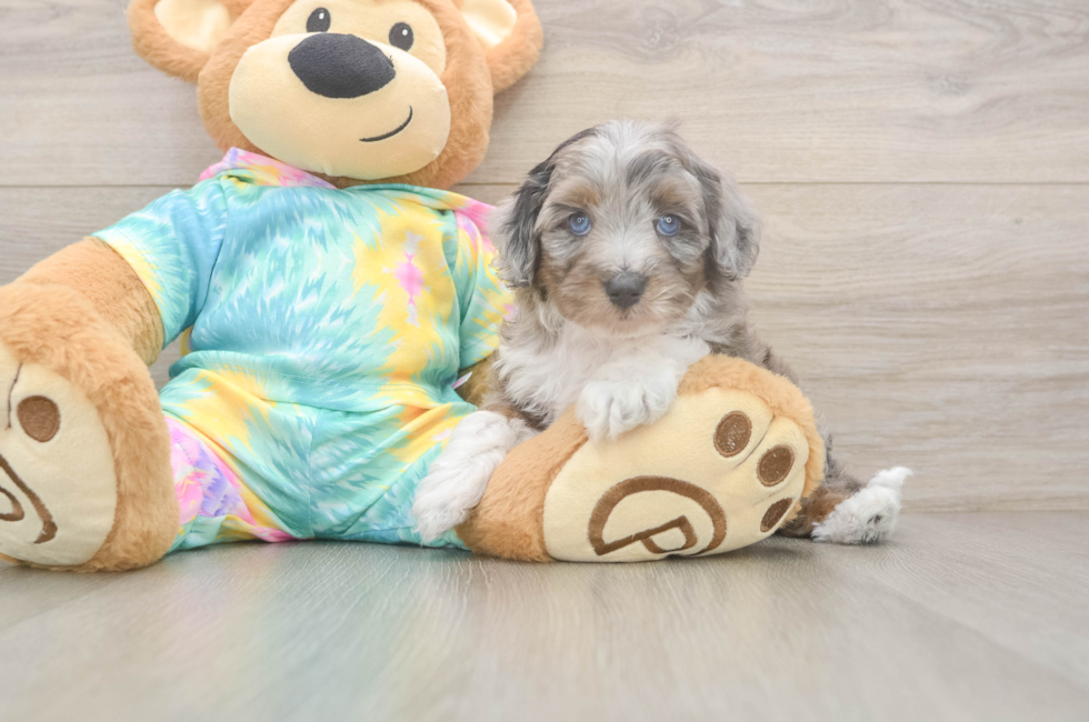 5 week old Mini Aussiedoodle Puppy For Sale - Pilesgrove Pups