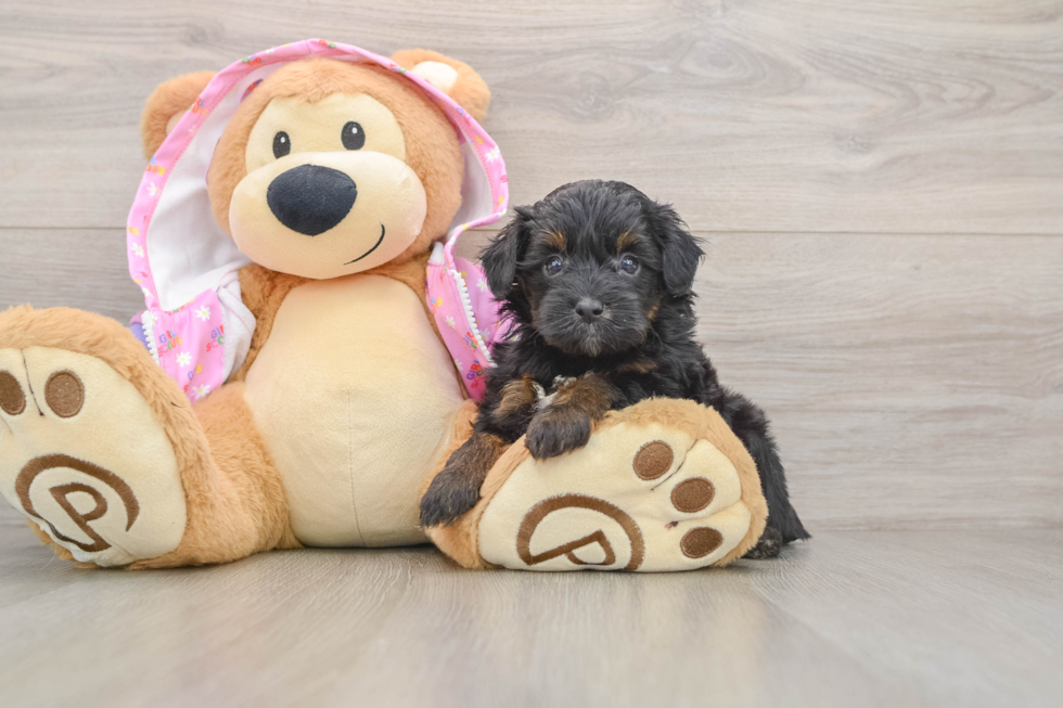 Mini Aussiedoodle Puppy for Adoption