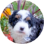 Mini Bernedoodle Puppy For Sale - Pilesgrove Pups Mini Bernedoodle Puppy For Sale - Pilesgrove Pups