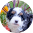 Mini Bernedoodle Puppies For Sale - Pilesgrove Pups Mini Bernedoodle Puppies For Sale - Pilesgrove Pups