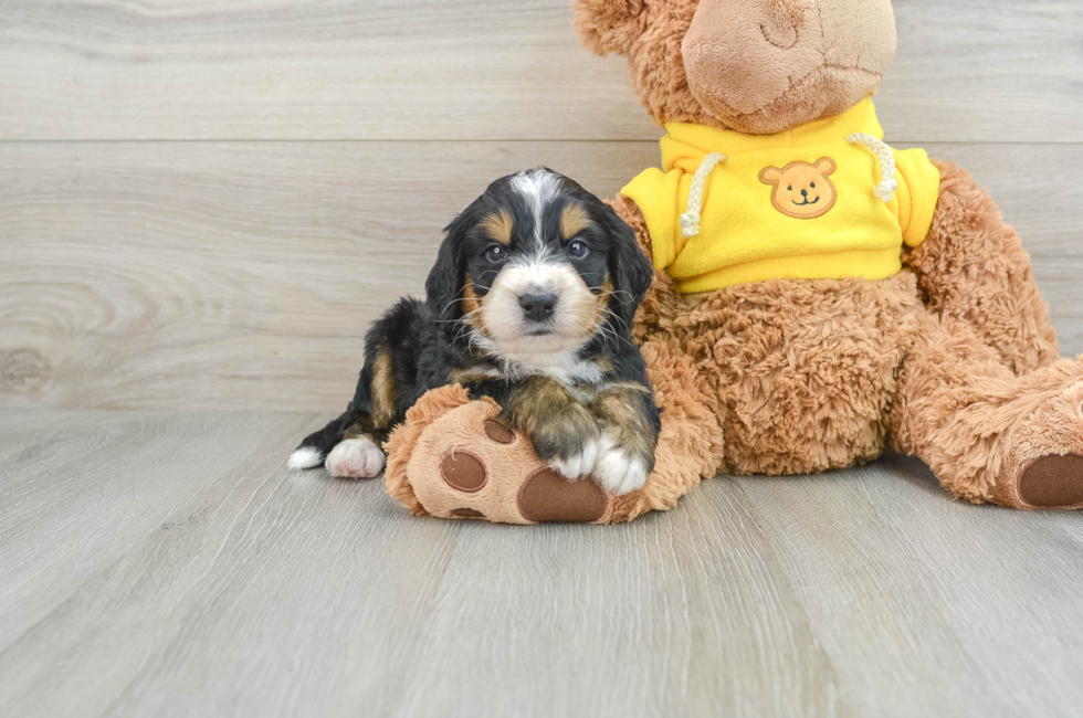 4 week old Mini Bernedoodle Puppy For Sale - Pilesgrove Pups