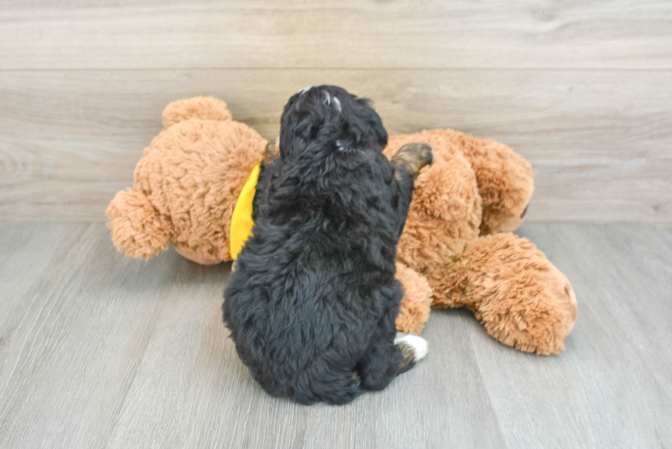 Mini Bernedoodle Pup Being Cute