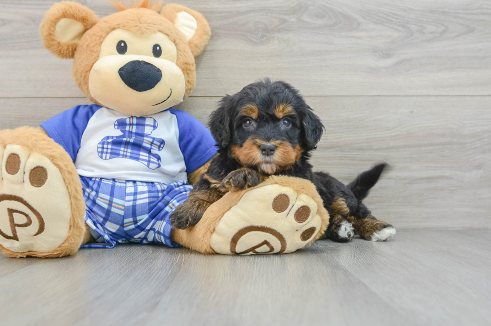 6 week old Mini Bernedoodle Puppy For Sale - Pilesgrove Pups