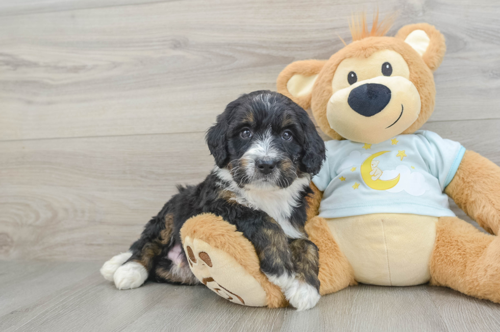 7 week old Mini Bernedoodle Puppy For Sale - Pilesgrove Pups