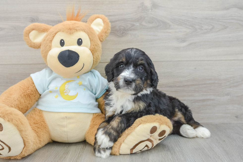 Best Mini Bernedoodle Baby