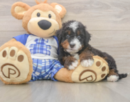 9 week old Mini Bernedoodle Puppy For Sale - Pilesgrove Pups