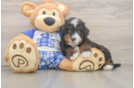 Funny Mini Bernedoodle Poodle Mix Pup