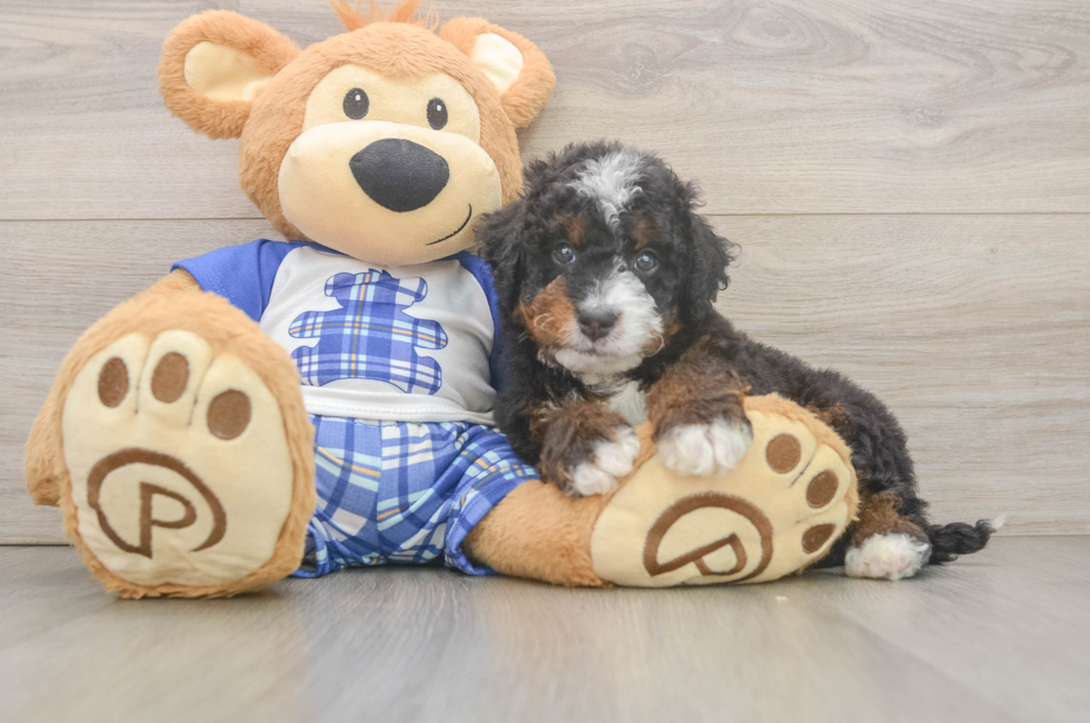 5 week old Mini Bernedoodle Puppy For Sale - Pilesgrove Pups