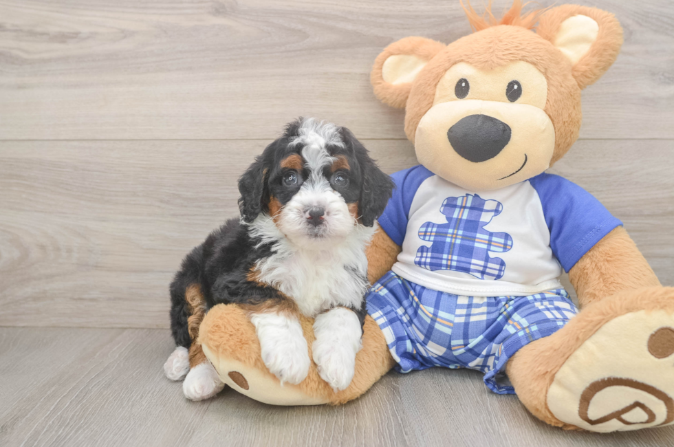 6 week old Mini Bernedoodle Puppy For Sale - Pilesgrove Pups