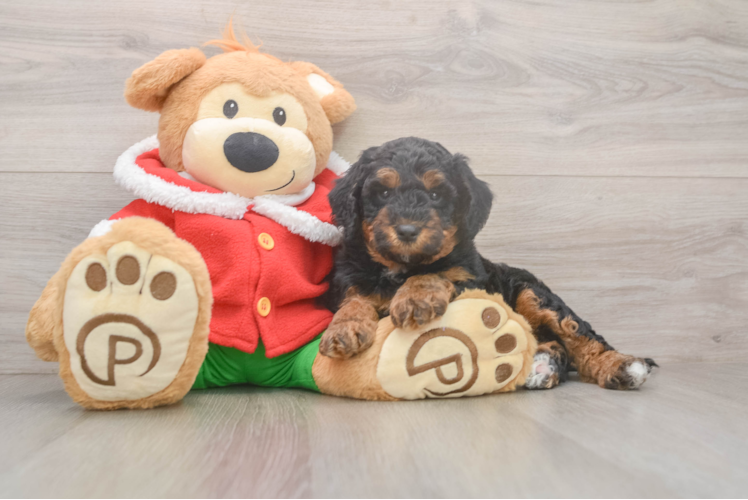 Best Mini Bernedoodle Baby