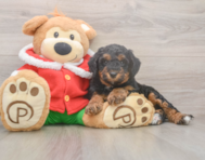 6 week old Mini Bernedoodle Puppy For Sale - Pilesgrove Pups