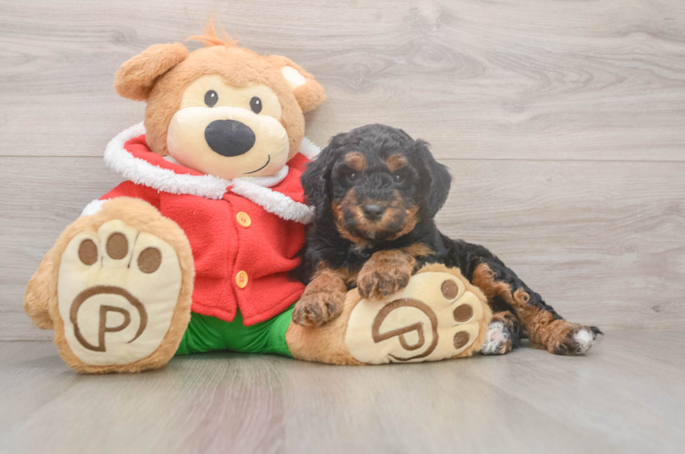6 week old Mini Bernedoodle Puppy For Sale - Pilesgrove Pups