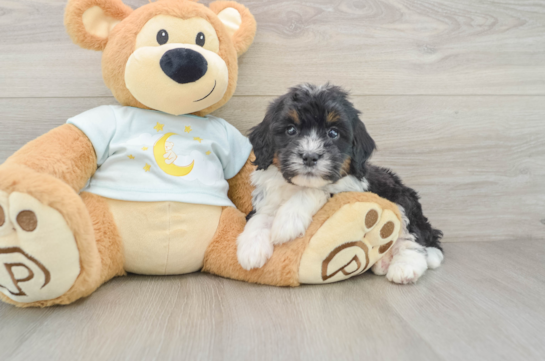 Petite Mini Bernedoodle Poodle Mix Pup