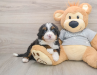 6 week old Mini Bernedoodle Puppy For Sale - Pilesgrove Pups