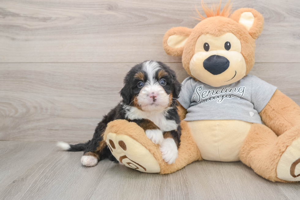 Best Mini Bernedoodle Baby