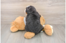 Hypoallergenic Mini Berniedoodle Poodle Mix Puppy