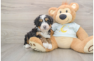 Mini Bernedoodle Puppy for Adoption