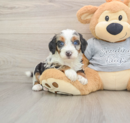 7 week old Mini Bernedoodle Puppy For Sale - Pilesgrove Pups