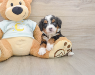 5 week old Mini Bernedoodle Puppy For Sale - Pilesgrove Pups