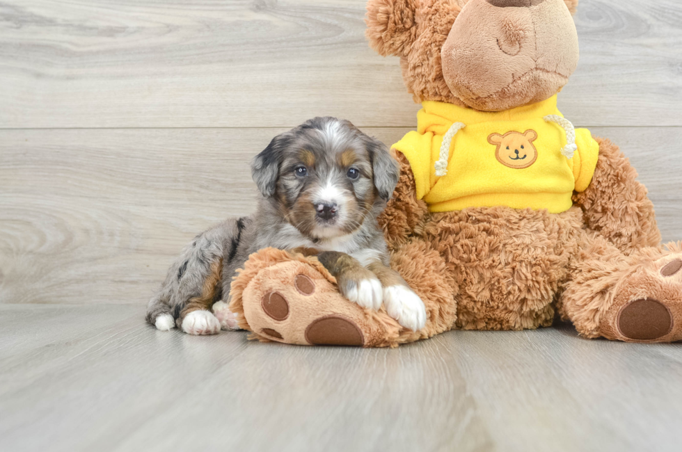 4 week old Mini Bernedoodle Puppy For Sale - Pilesgrove Pups