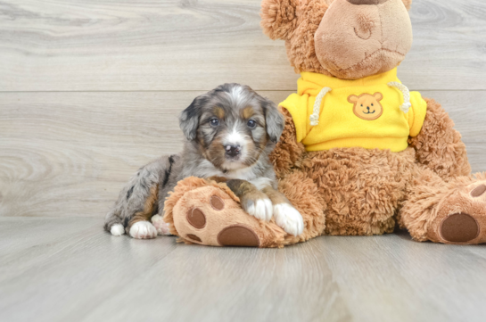 Best Mini Bernedoodle Baby